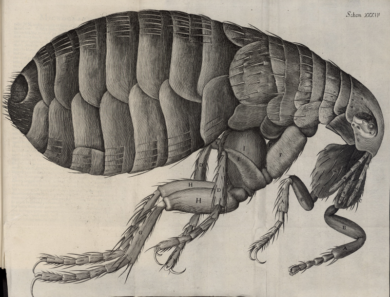 Illustration for article titled The Plague Has Been Around For a Lot Longer Than We Thought
